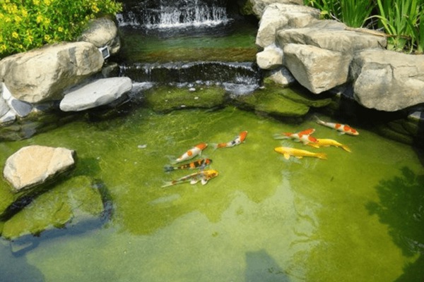 上海建造錦鯉魚池,上海别墅魚池制作(zuò)